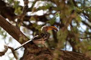 Bird Africa