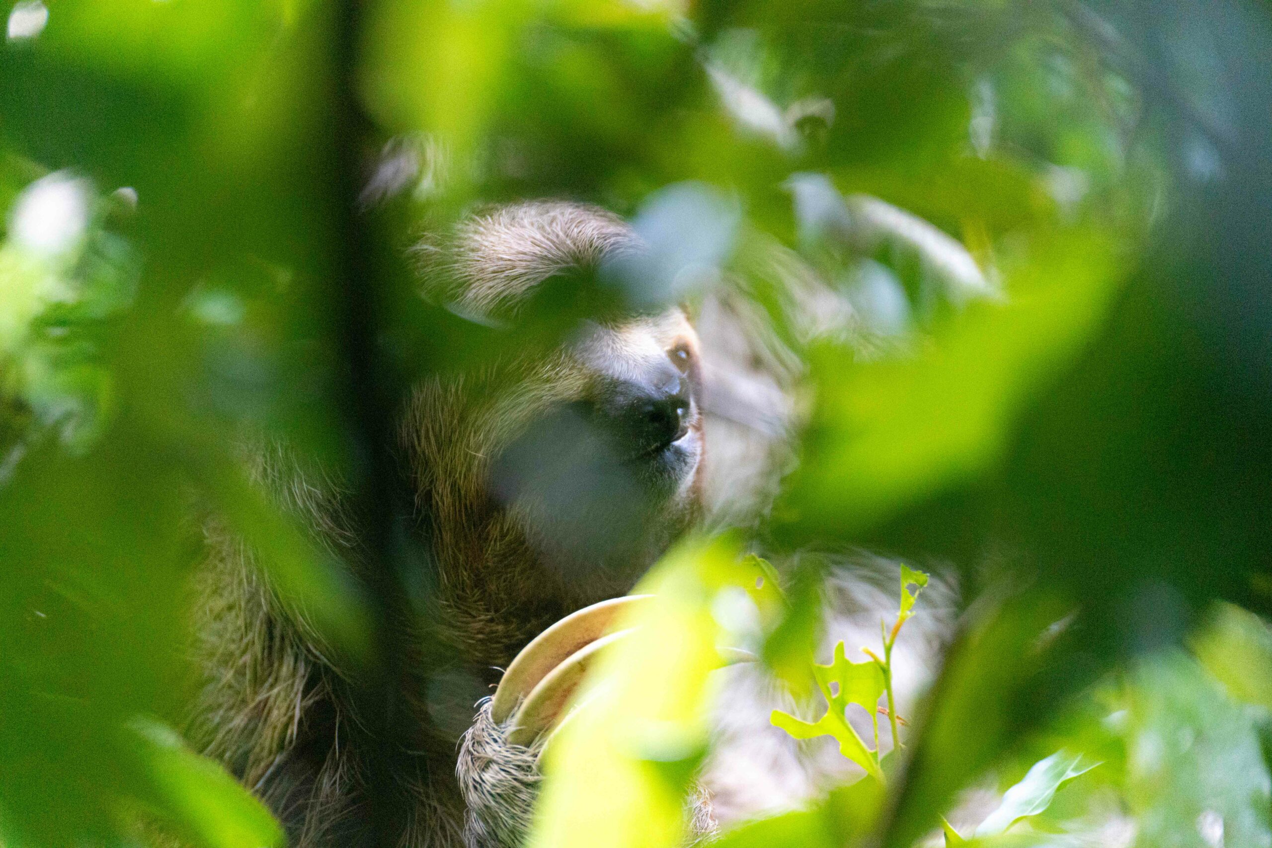 Manuel Antonio Nationalpark 3